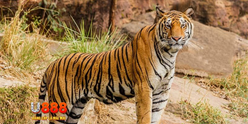 i9bet151 bắn cá rikvip