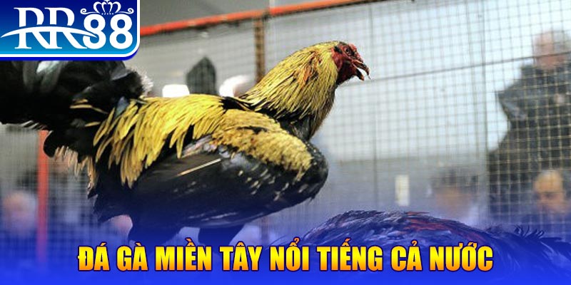 i9bet151 gà chọi c1.com trực tiếp 888