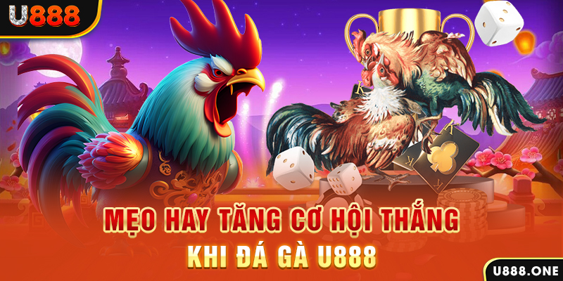 i9bet151 trực tiếp gà chọi c1